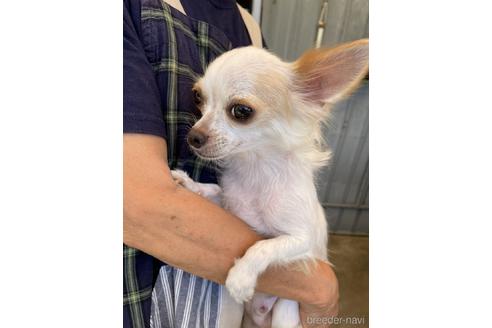 販売中のチワワ(ロングコート)の親犬